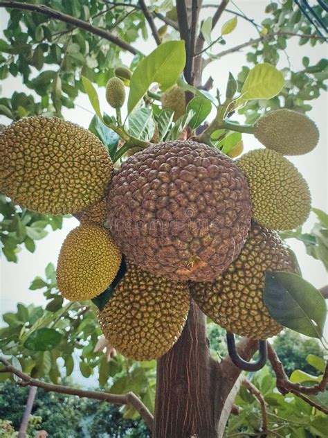 Little Jackfruit Tree Stock Image Image Of Indonesiafruit 261690069