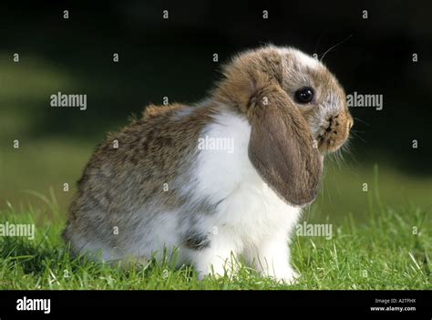 Lop Eared Dwarf Rabbit Oryctolagus Cuniculus F Domestica Young