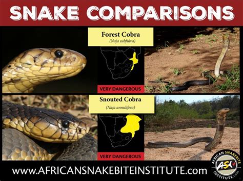 Snake Comparison Forest Cobra Vs Snouted Cobra African Snakebite