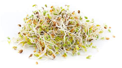 Certified Non Gmo Alfalfa For Sprouting Healthy Sprouts 1lb Organ