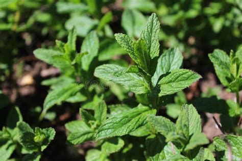 Peppermint In The Garden Stock Image Image Of Growth 145705167