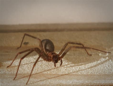 Black Recluse Spider Online Sellers Save 70 Jlcatjgobmx