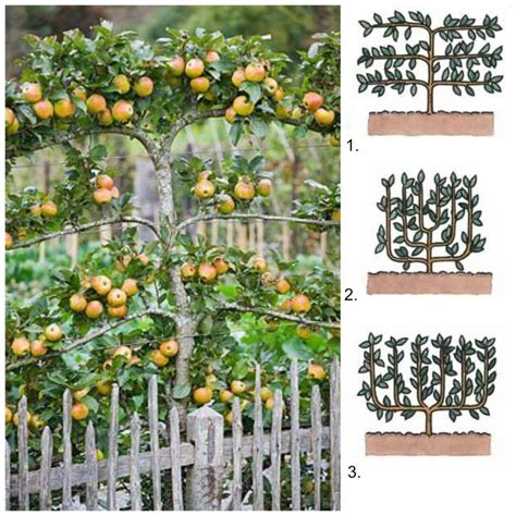 Espalier Trees For Your Garden Diy Decorator Espalier Fruit Trees