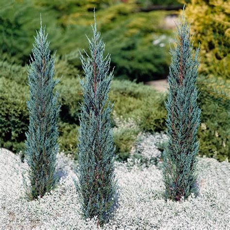 Bio Garden Rare 10pcs Juniperus Scopulorum Blue Arrow