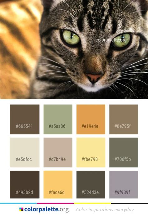 Incredible Orange Cat Color Palette Ideas Peepsburghcom