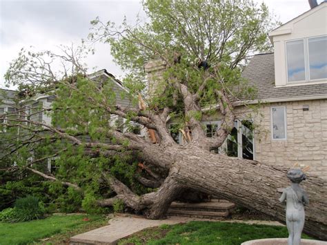 Saving Trees Damaged By Storms Grade A Tree