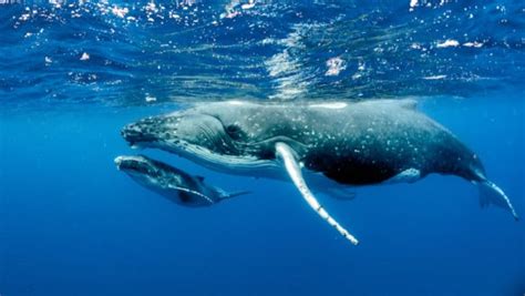How Do Whales Sleep All About Their Surprising Ways To Slumber