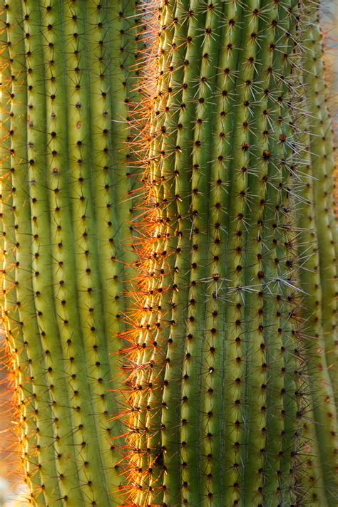 More Cacti At Organ Pipe Cactus National Monument Anne