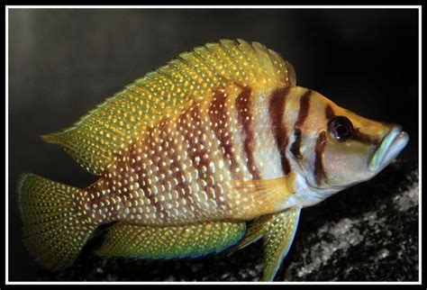 Altolamprologous Calvus Gold Goodjoseph Live Fish Store