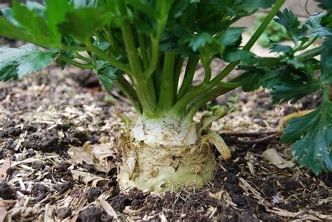 How To Grow Celeriac Aka Celery Root Plant Instructions