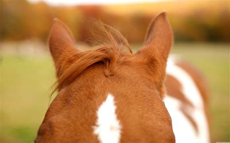 Wallpaper Animals Nose Skin Head Foal Vertebrate Close Up Mane