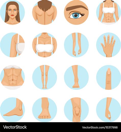 Woman Body Parts Human Anatomy Royalty Free Vector Image