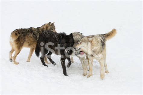 North American Gray Wolf Pack Interaction Stock Photo Royalty Free