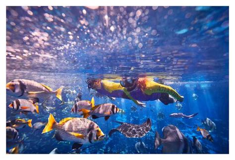 Dubai The Lost Chambers Aquarium Ultimate Atlantis Snorkel Getyourguide