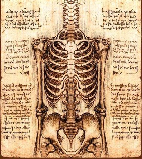 Leonardo Davinci Human Anatomy Art Anatomy Drawing Michelangelo