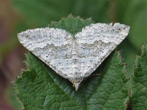 Butterfly And Moth Pictures By Species British Moths