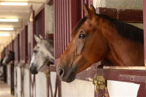 Everything You Need To Know About Setting Up A Horse Stable On Your