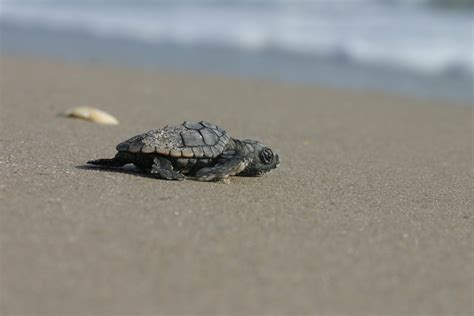 Sea Turtle Nesting Projects Awarded Emergency Funds To Ease Covid