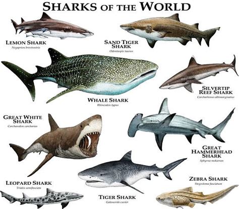 Sharks Of The World Types Of Sharks Marine Animals Leopard Shark