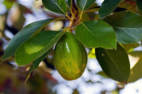 Laurel Wilt Disease And Dwindling Avocados Keil Tree Experts Inc