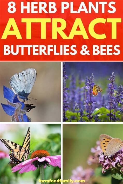 8 Herb Plants That Attract Butterflies And Bees To Your Garden Plants