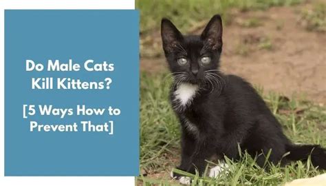 Do Male Cats Kill Kittens 5 Ways How To Prevent That Animalfate
