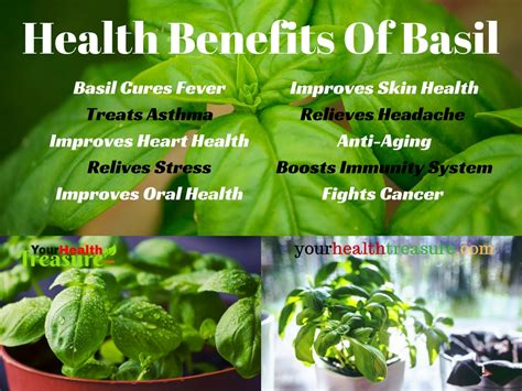 Benefits Of Basil Leaves For Skin
