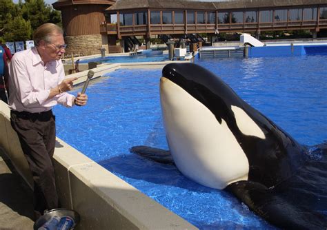 Orca Shows On The Rise In China Because Humans Just Cant Leave Whales Alone Mashable