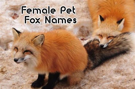 Top 100 Cute Female Pet Fox Names Cute Nicknames Pet Fox Cute