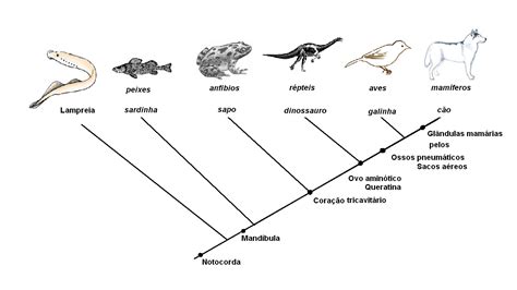 As Mudanças Evolutivas Dos Organismos Resultam De Alguns Processos Comuns