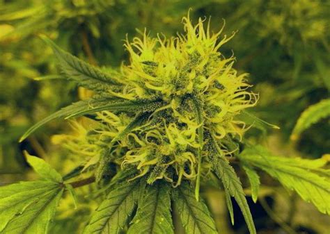 Autoflowering Cannabis Characteristics Sensoryseeds