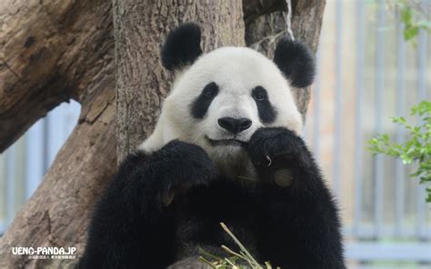 Manage your video collection and share your thoughts. 壁紙ダウンロード｜上野動物園のパンダ情報サイト「UENO-PANDA.JP」