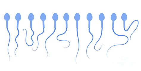 human sperm cells photograph by pikovit science photo library pixels