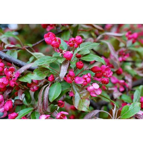 Malus X Moerlandsii Profusion Crabapple Tree Red Plants Sales