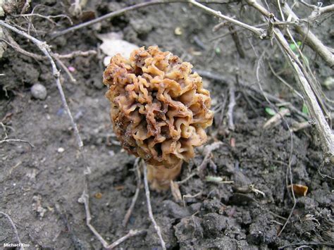 Morchella esculentoides (MushroomExpert.Com)