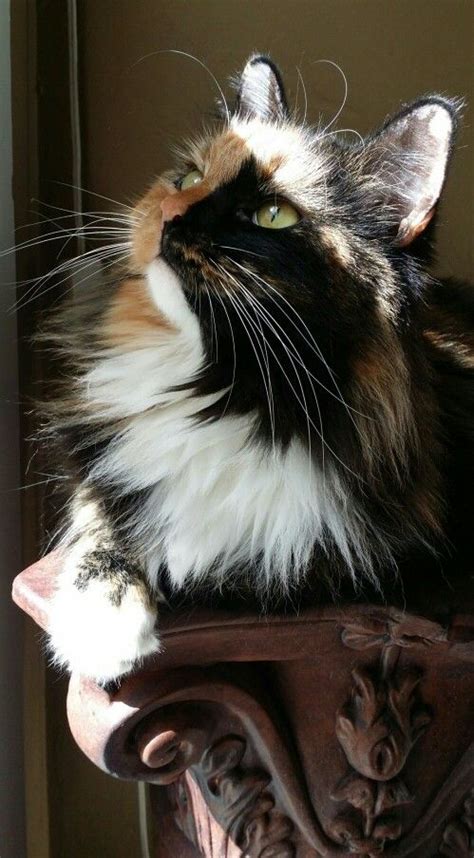 My Beautiful Calico Cat Her Name Is Turtle Princess Pretty Cats