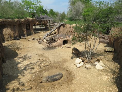 Giants Of The Savanna Donga 2 Warthog Exhibit Zoochat