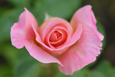 Download Free Photo Of Pink Roseroseflowernaturemacro From