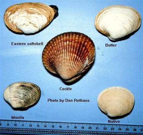 Clams Fish Types Of Species