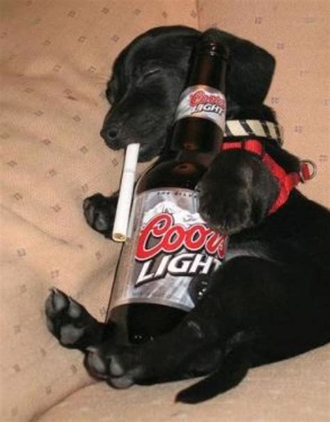 Why Cant Dogs Drink Alcohol