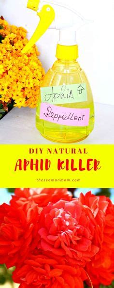 Get Rid Of Aphids Naturally With A Diy Aphid Spray Recipe Get Rid