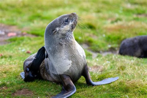 Antarctic Fur Seal Sitting In Grass In South Georgia Stock Image