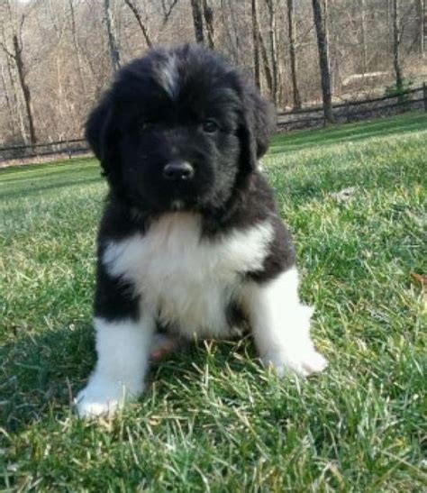 If you are looking for newfoundland puppies for sale, you have chosen a dog with a long history. Newfoundland Dog Puppies For Sale | New York, NY #229995