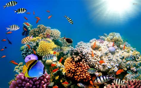 49 Coral Reef Screensavers And Wallpaper On Wallpapersafari