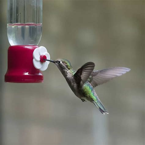 What Time Of Day Do Hummingbirds Feed Heres When Bird Feeder Hub