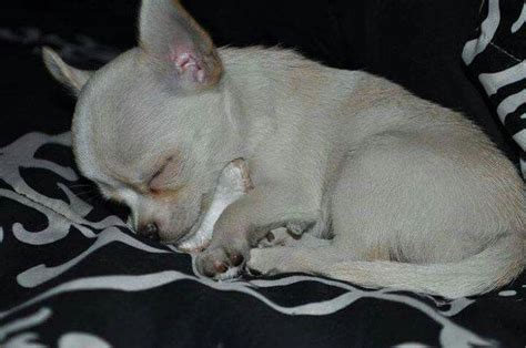 Pin By Tammy Dupree On Cute Animals Chihuahua Puppies Chihuahua