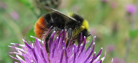 Bumblebee Facts Bumblebee Conservation Trust