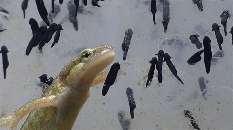 Palmate Newt Eats Common Frog Tadpoles Fadenmolch Frißt Kaulquappen