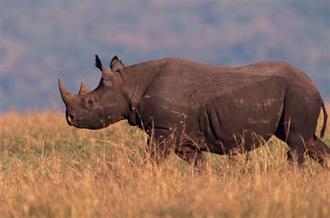 Una luz de esperanza para salvar al rinoceronte negro National Geographic en Español
