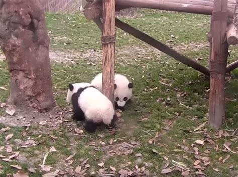 Just Two Pandas Tumbling From A Climbing Frame Panda Climbing Frame